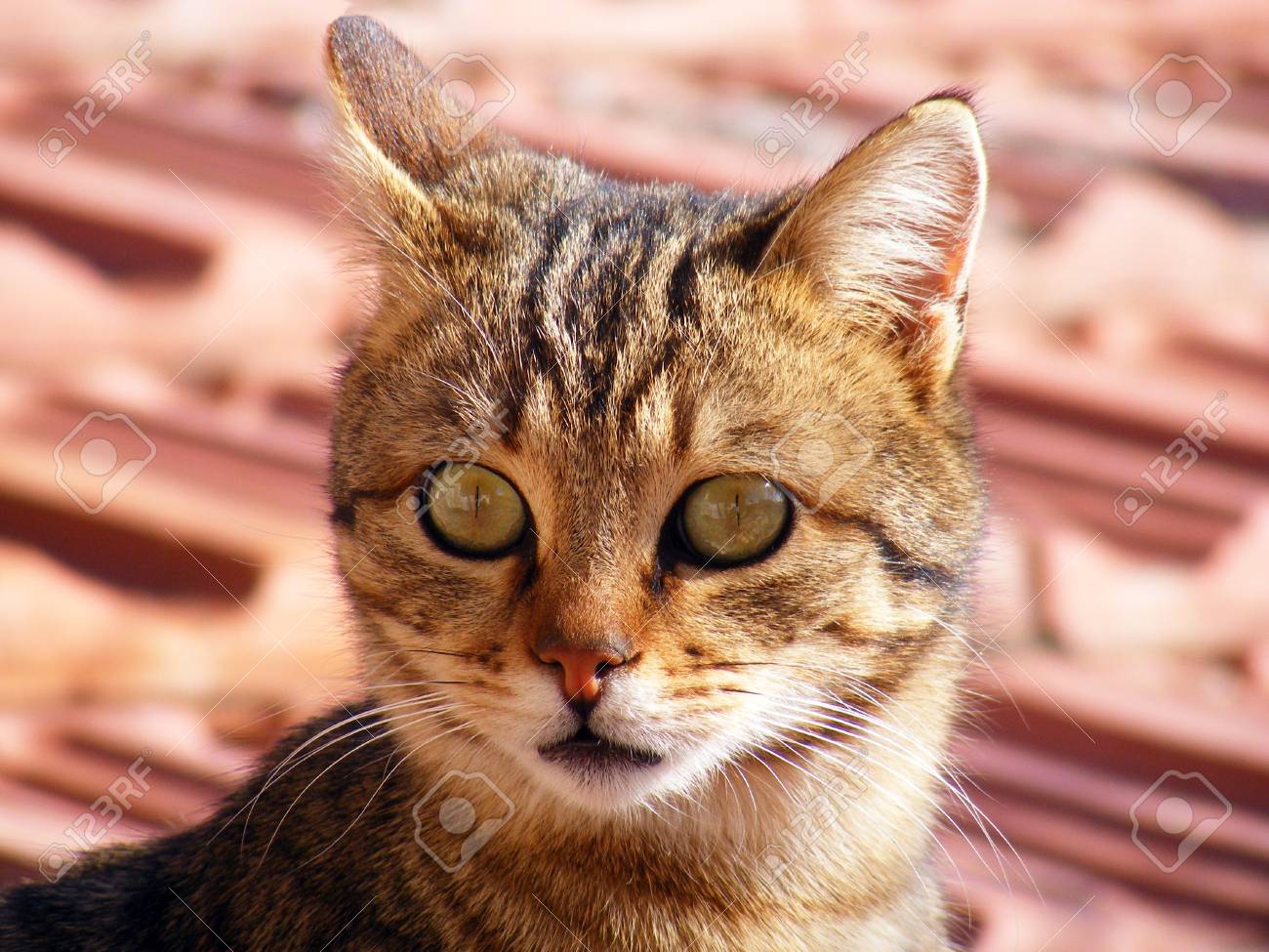 猫の写真 猫の目 猫目の最も美しい写真 かわいい猫 ペット無邪気な表情 の写真素材 画像素材 Image