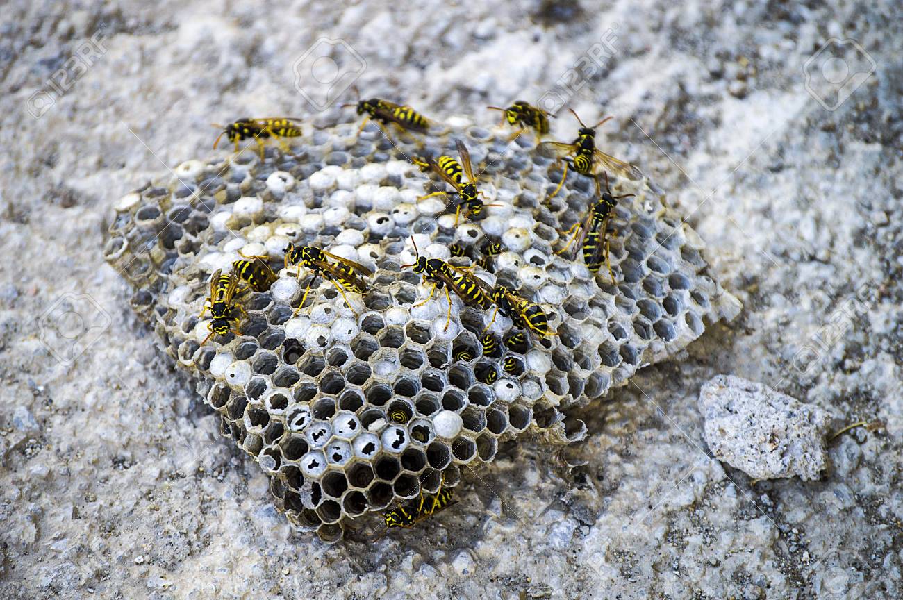ロバの蜂 ハナバチ ロバ蜂 危険な毒蜂 蜂の巣野生ロバ ミツバチの巣 の写真素材 画像素材 Image ロバの蜂 ハナバチ ロバ蜂 危険な毒蜂 蜂の巣野生ロバ ミツバチの巣 の写真素材 画像素材 Image