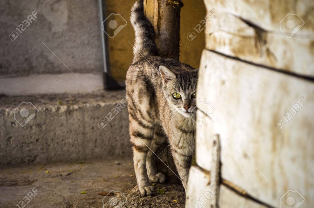 etiam-dictum-ipsum-a-felis