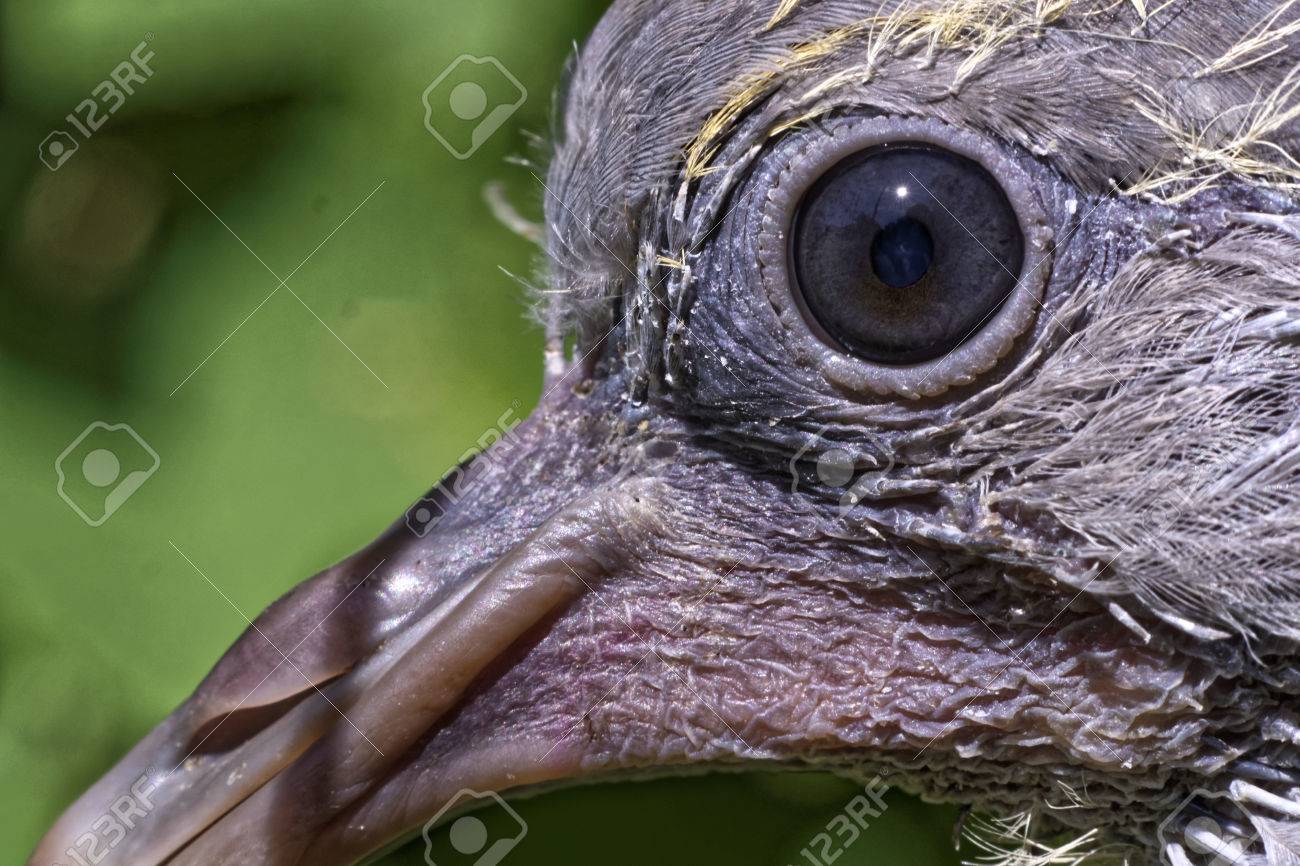 Oeil D Un Tres Jeune Pigeon Ramier Columba Palumbus Qui Vient De Quitter Le Nid Parental Banque D Images Et Photos Libres De Droits Image
