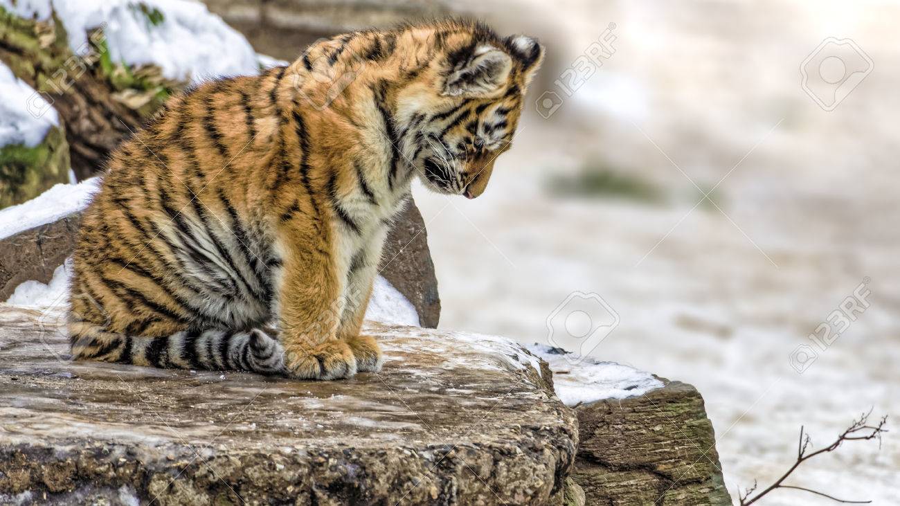 かわいいシベリアのトラの赤ちゃん私 アムールトラ 座っている少し落ち込んだか悲しいを探して の写真素材 画像素材 Image