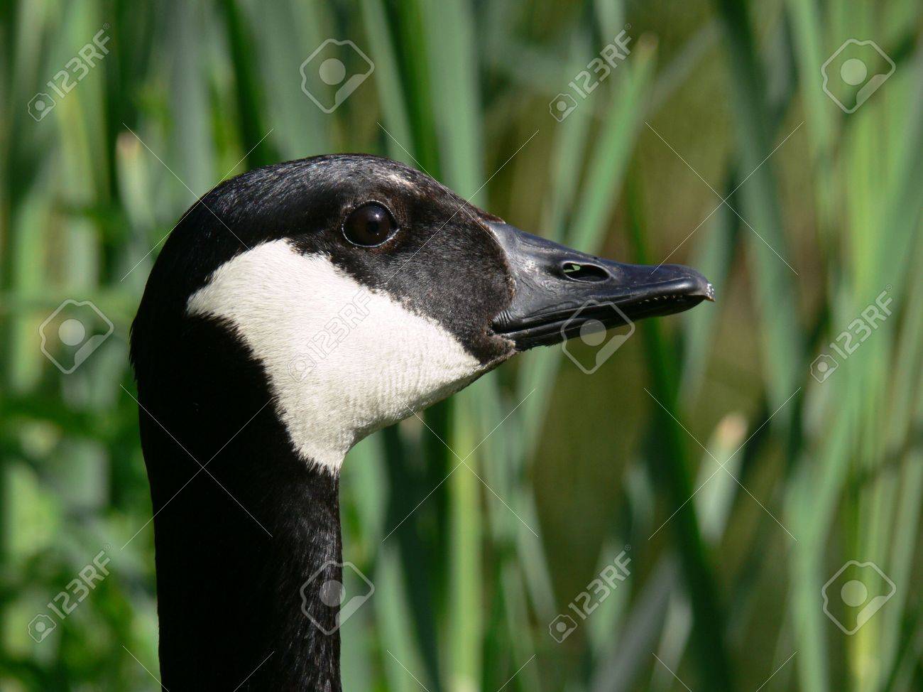 canada goose belgium canada goose belgium