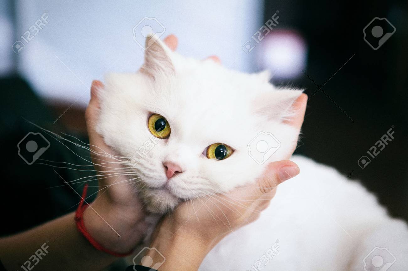 white cat furry