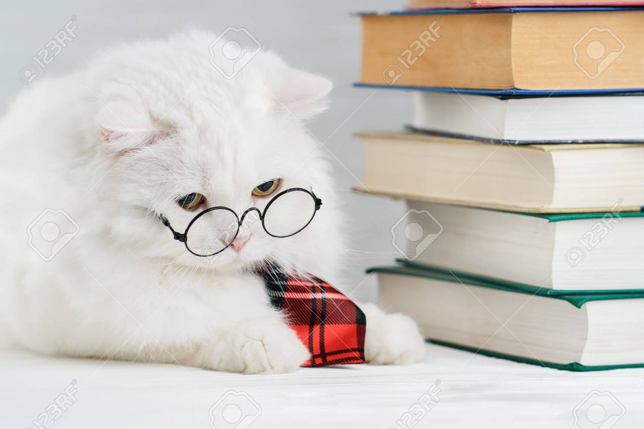 cat with round glasses