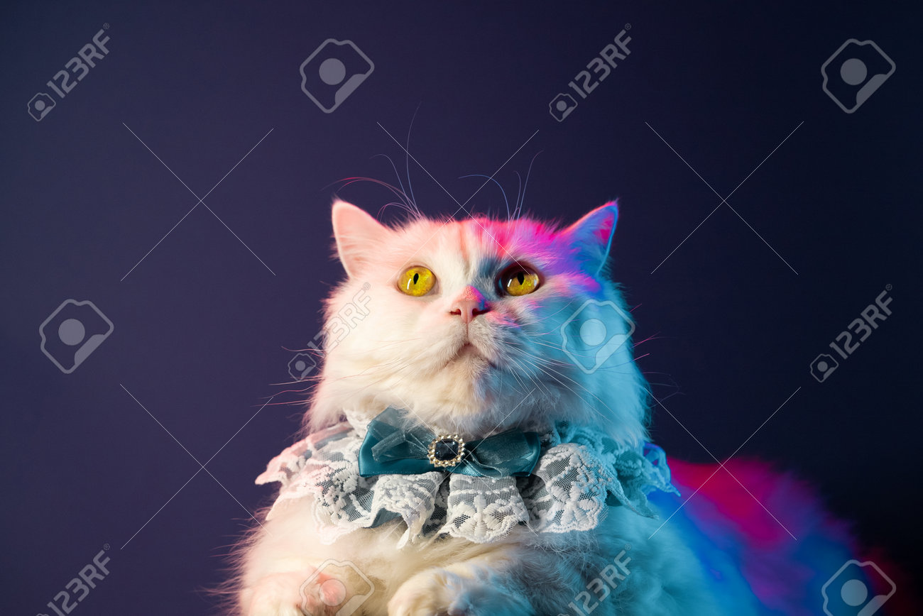 etiam-dictum-ipsum-a-felis