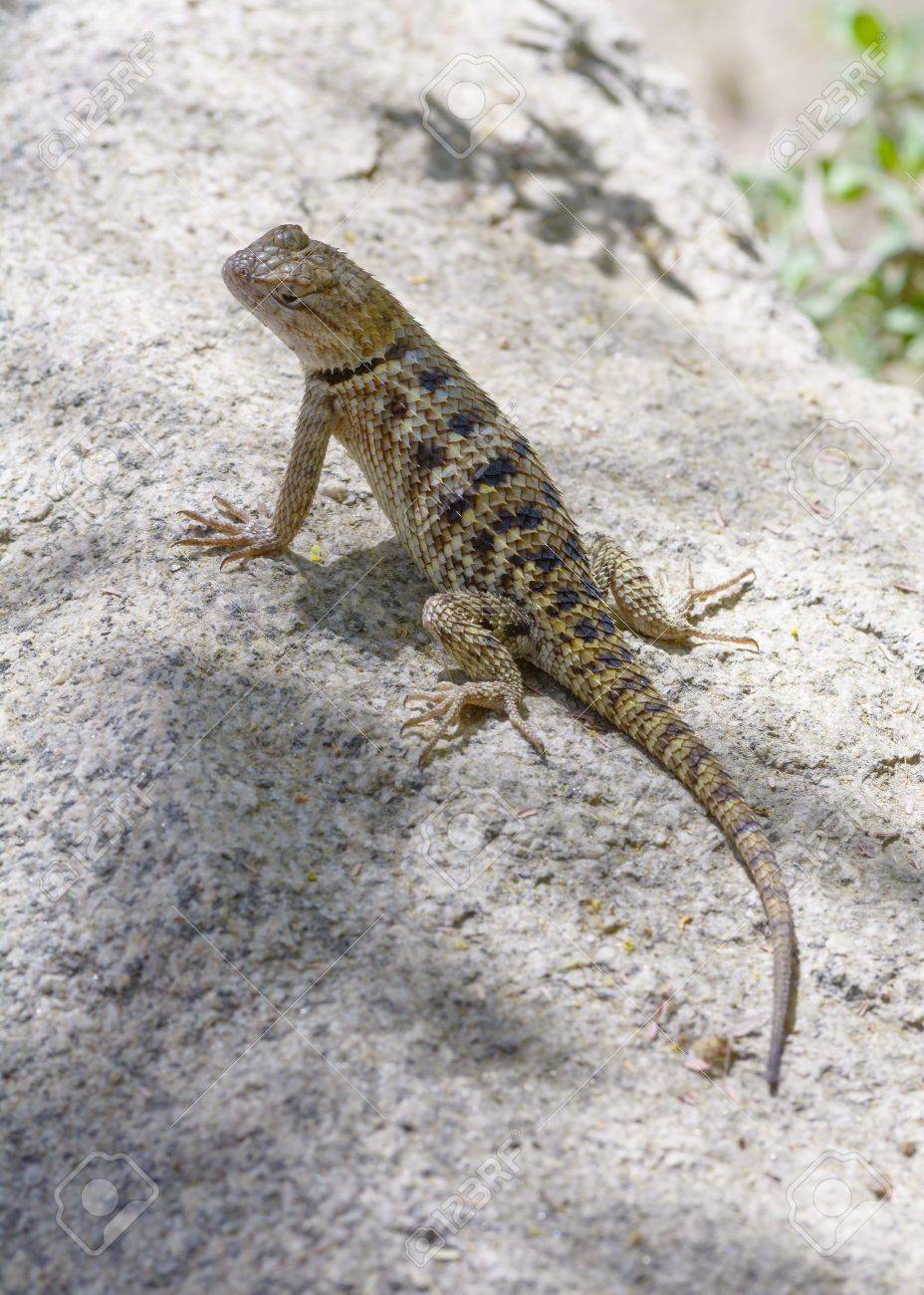 岩のオレンジ郡 カリフォルニア州のトカゲが日光浴 の写真素材 画像素材 Image