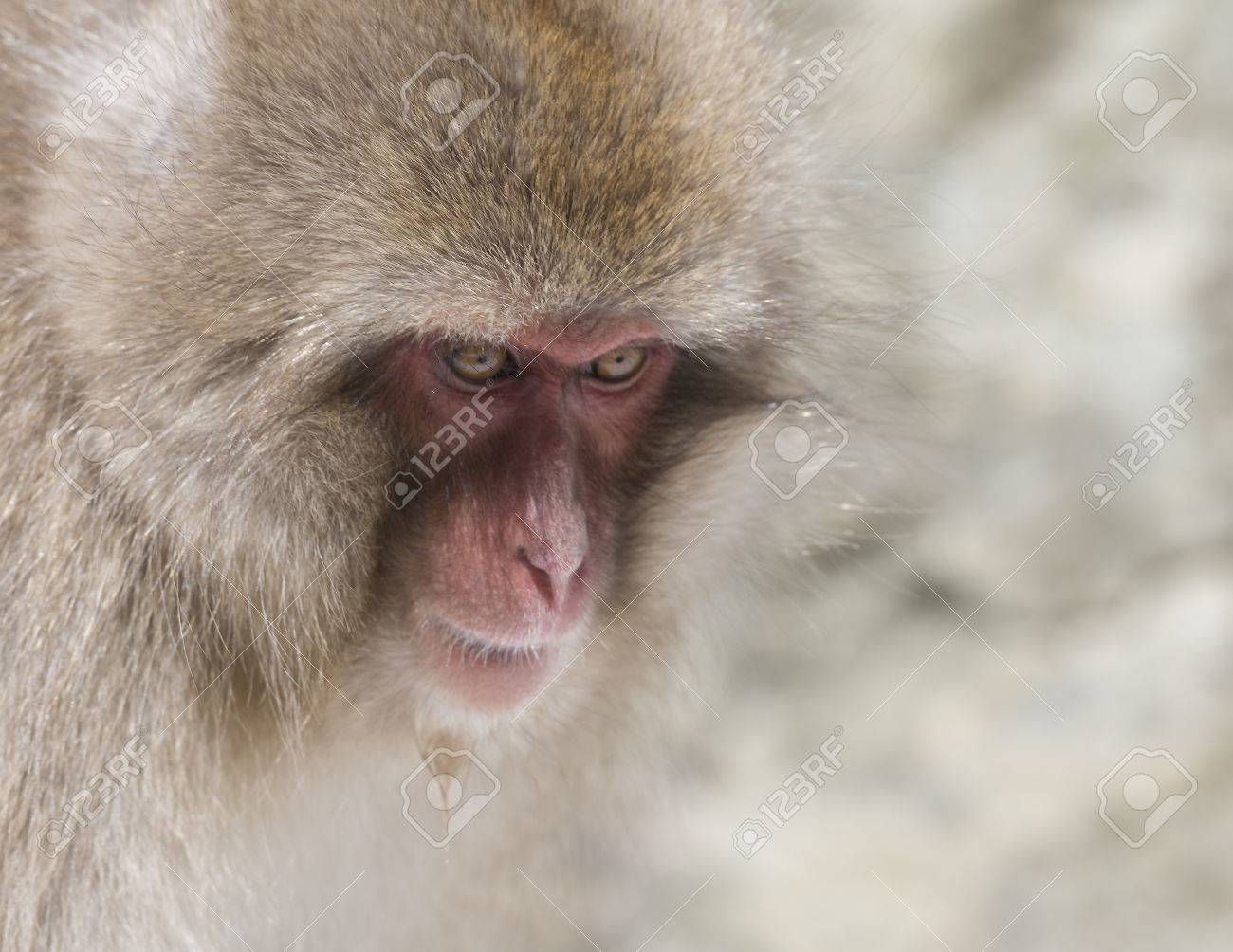 ニホンザルの雪猿の肖像画 の写真素材 画像素材 Image