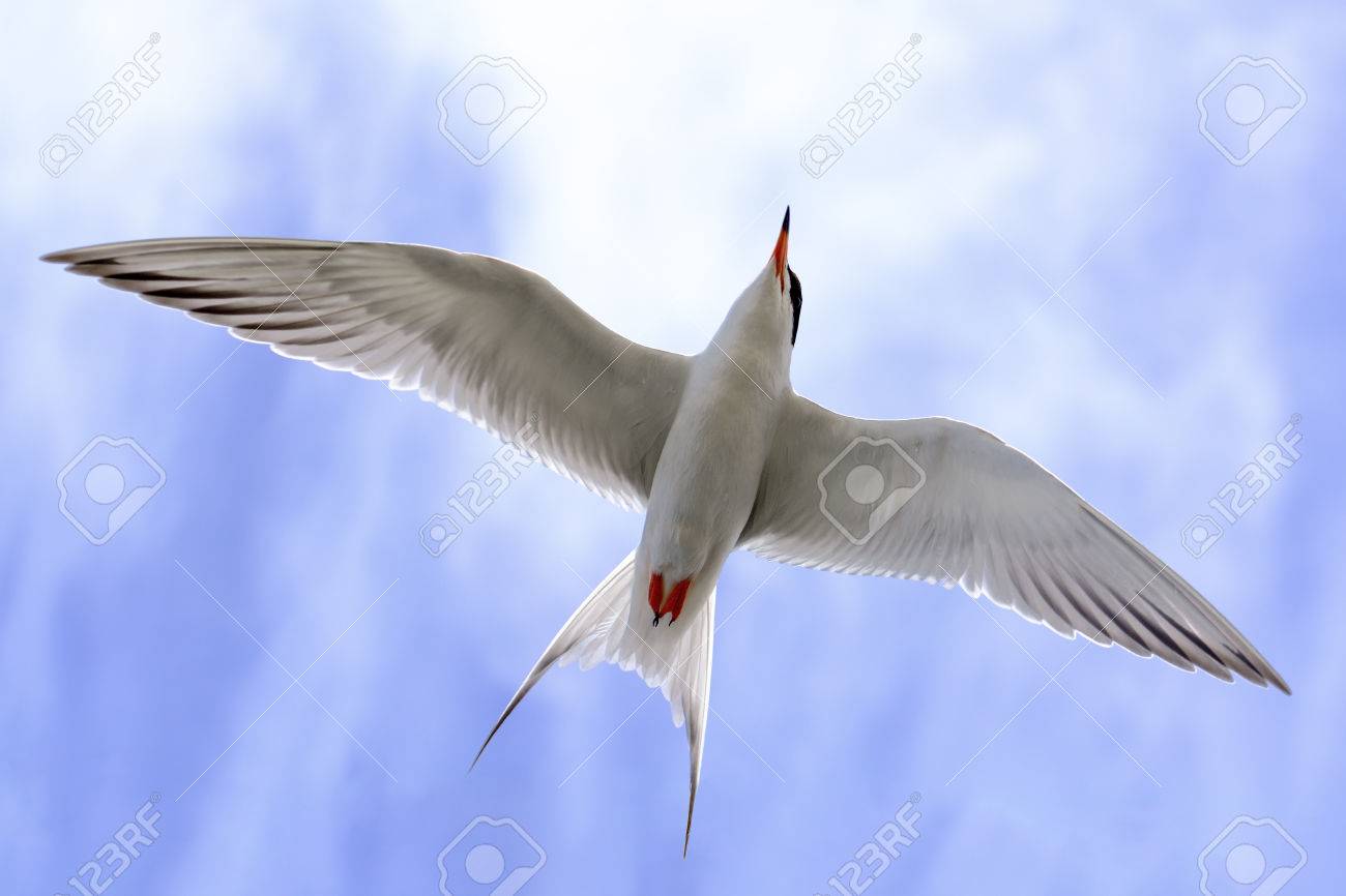 bolsas allowed in flight