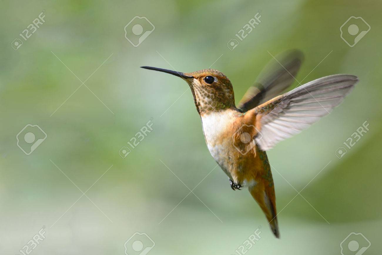 飛行のアカフトオハチドリ の写真素材 画像素材 Image