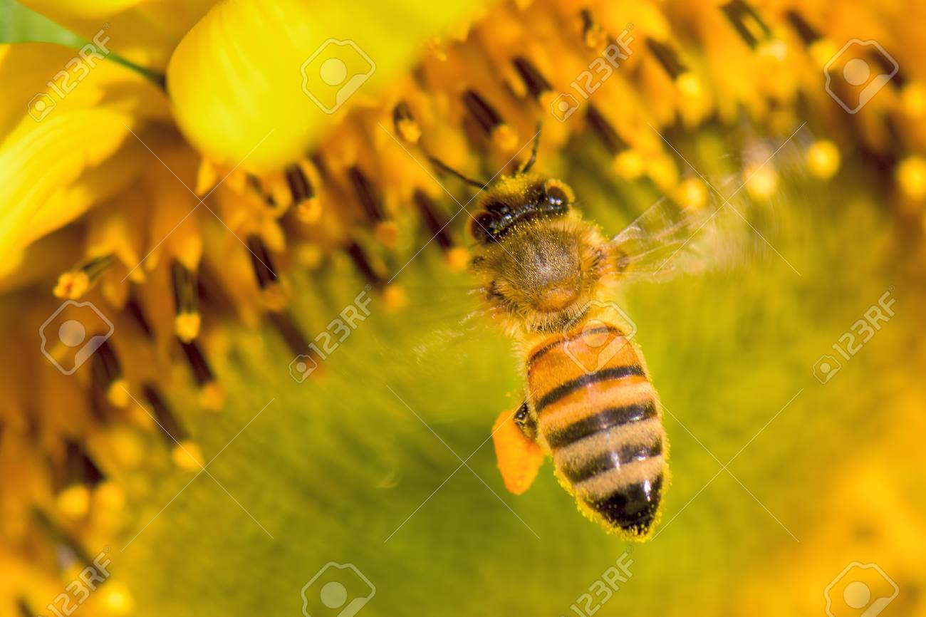 ひまわり ミツバチ ラグ 178x121 注文後の変更キャンセル返品 ひまわり ミツバチ ラグ 178x121 注文後の変更キャンセル返品