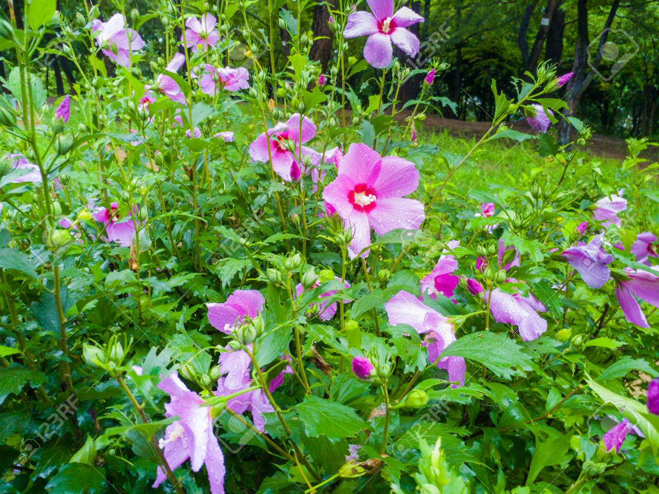 シャロンの薔薇 の写真素材 画像素材 Image