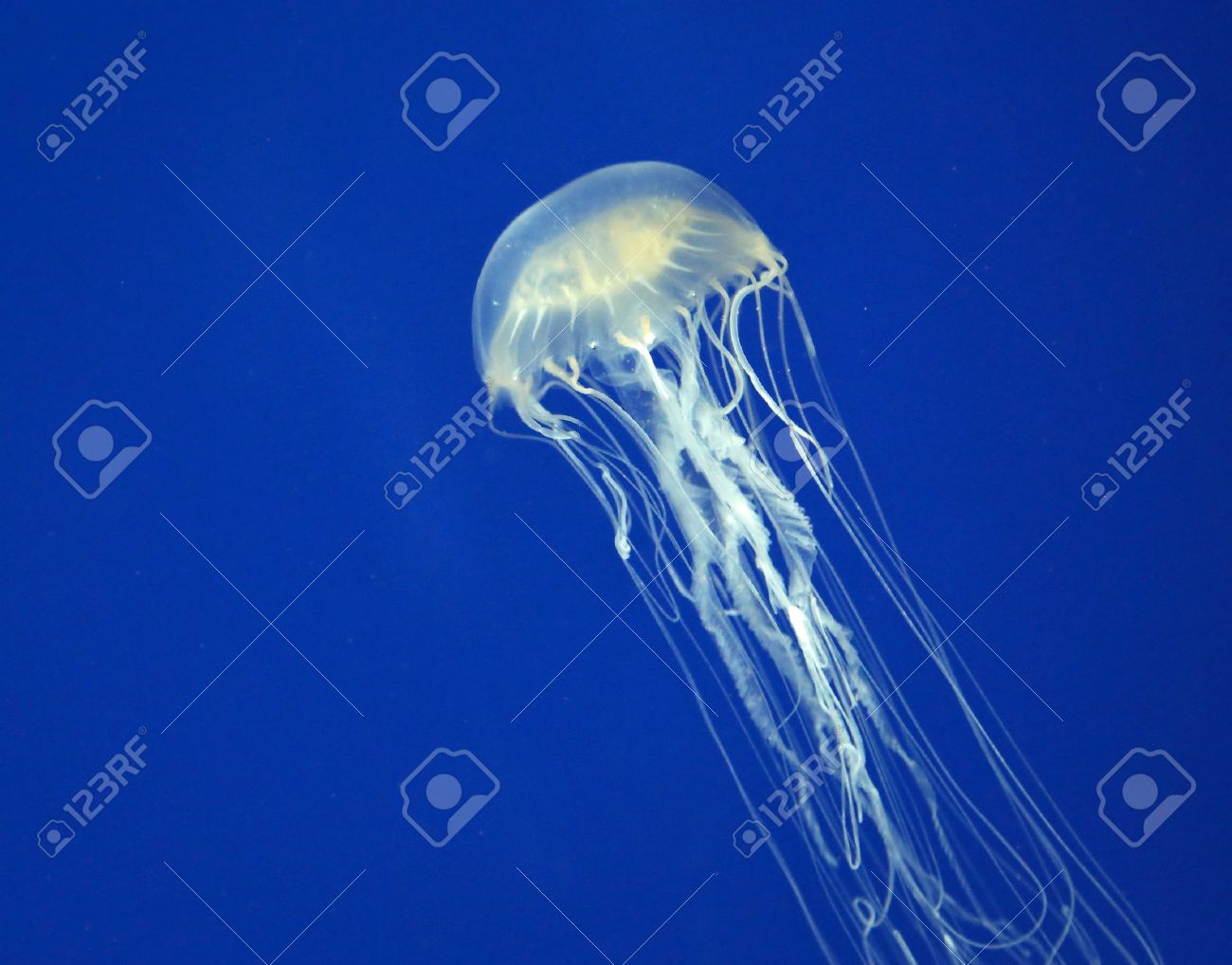 クラゲ 深い海の生き物 太平洋 ハワイ の写真素材 画像素材 Image クラゲ 深い海の生き物 太平洋 ハワイ の写真素材 画像素材 Image