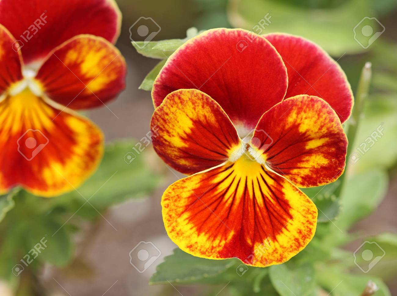 Rouge Jaune Fleur De Pensée