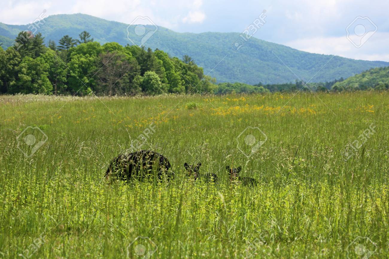 草 グレートスモーキー山脈 テネシー州クマファミリーします の写真素材 画像素材 Image 草 グレートスモーキー山脈 テネシー州クマファミリーします の写真素材 画像素材 Image