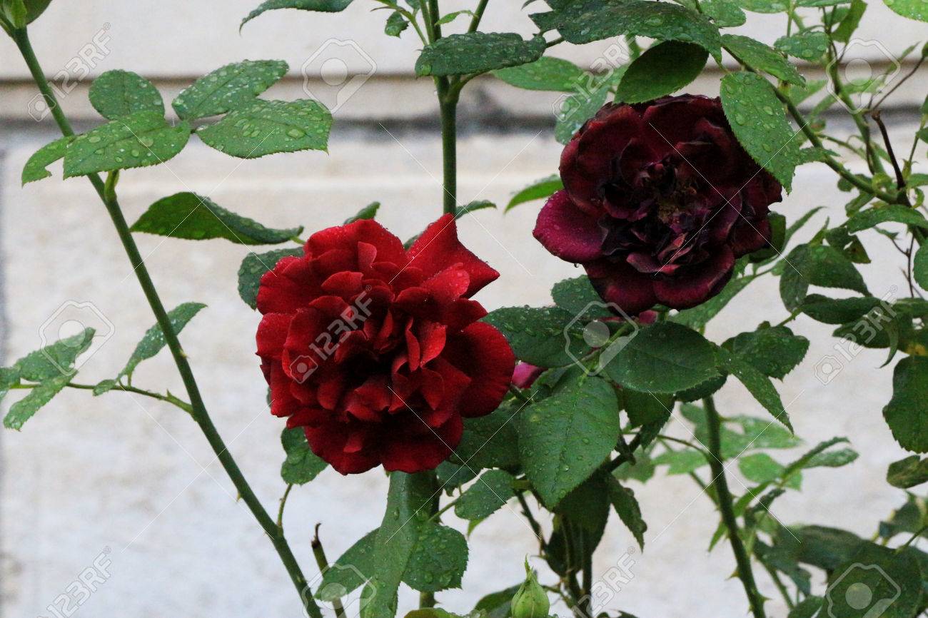 rose rosa is a genus of flowering plants in the rosaceae family rosaceae family