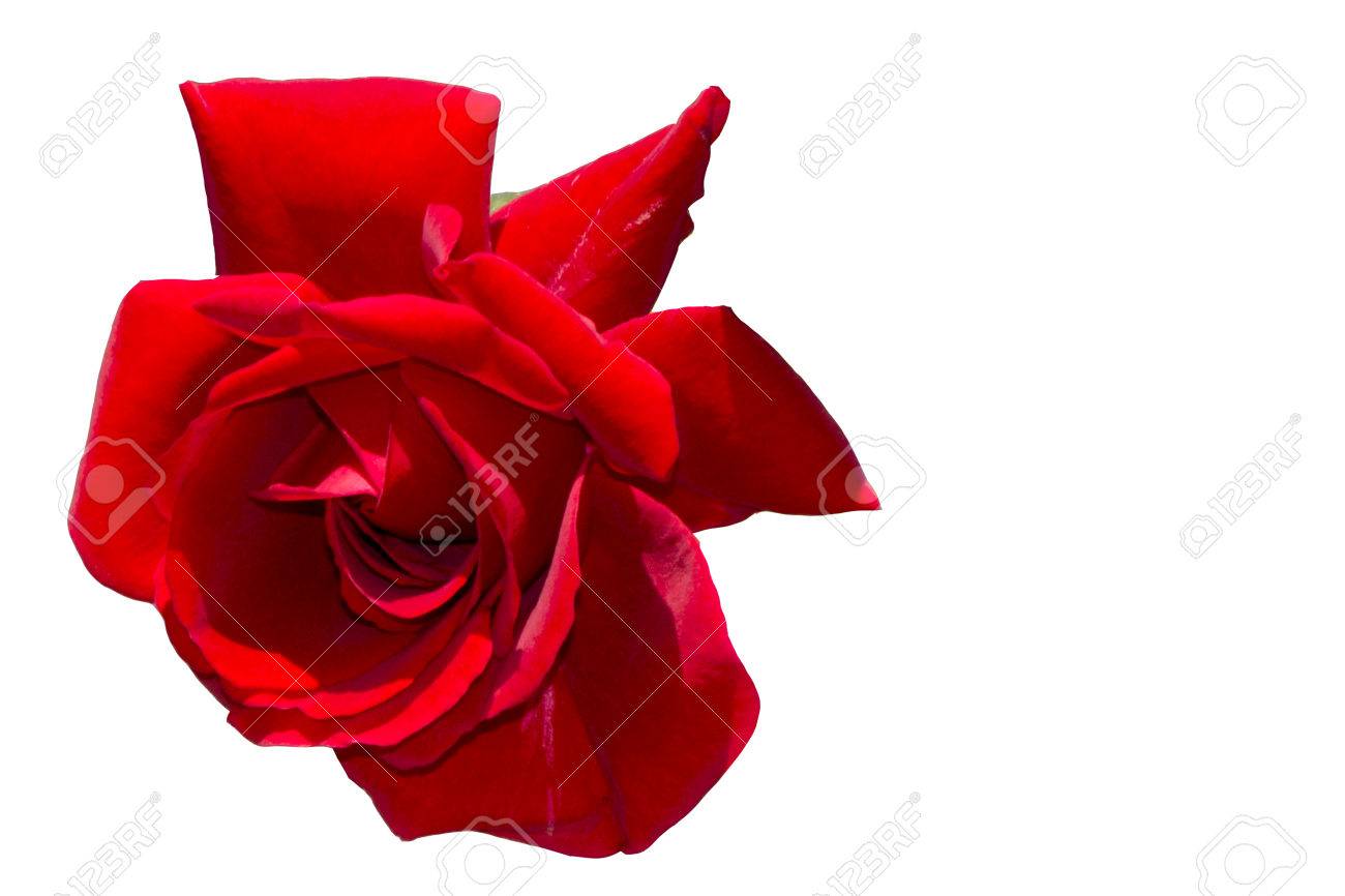 rose rosa is a genus of flowering plants in the rosaceae family rosaceae family