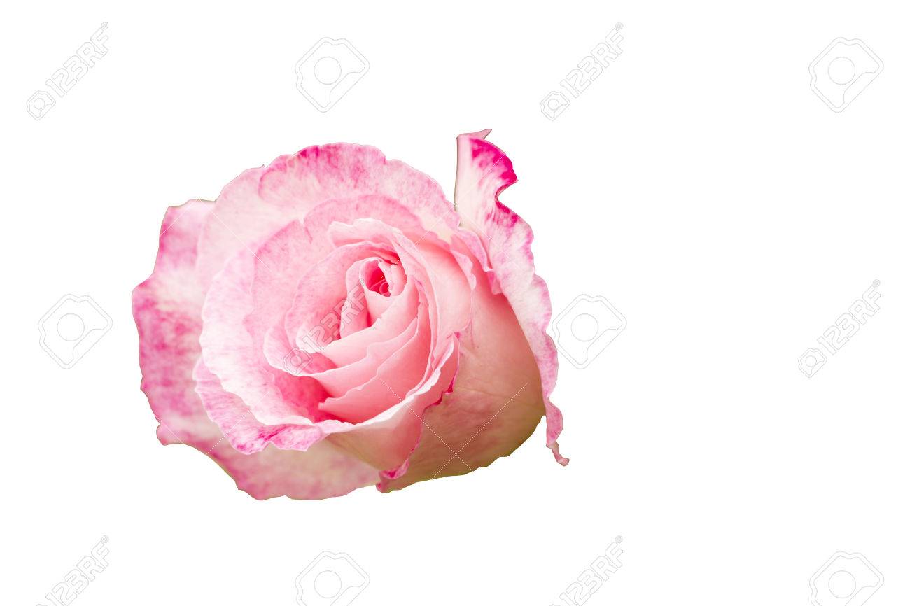 rose rosa is a genus of flowering plants in the rosaceae family rosaceae family