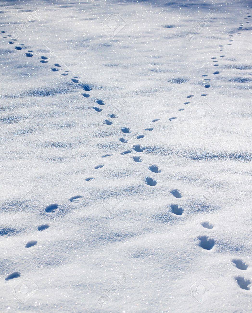 雪の上の動物の足跡 の写真素材 画像素材 Image