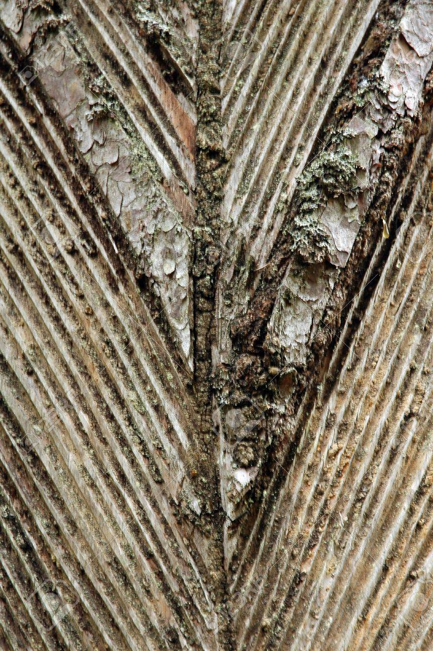 マツの樹脂のテレビン油をタップ の写真素材 画像素材 Image