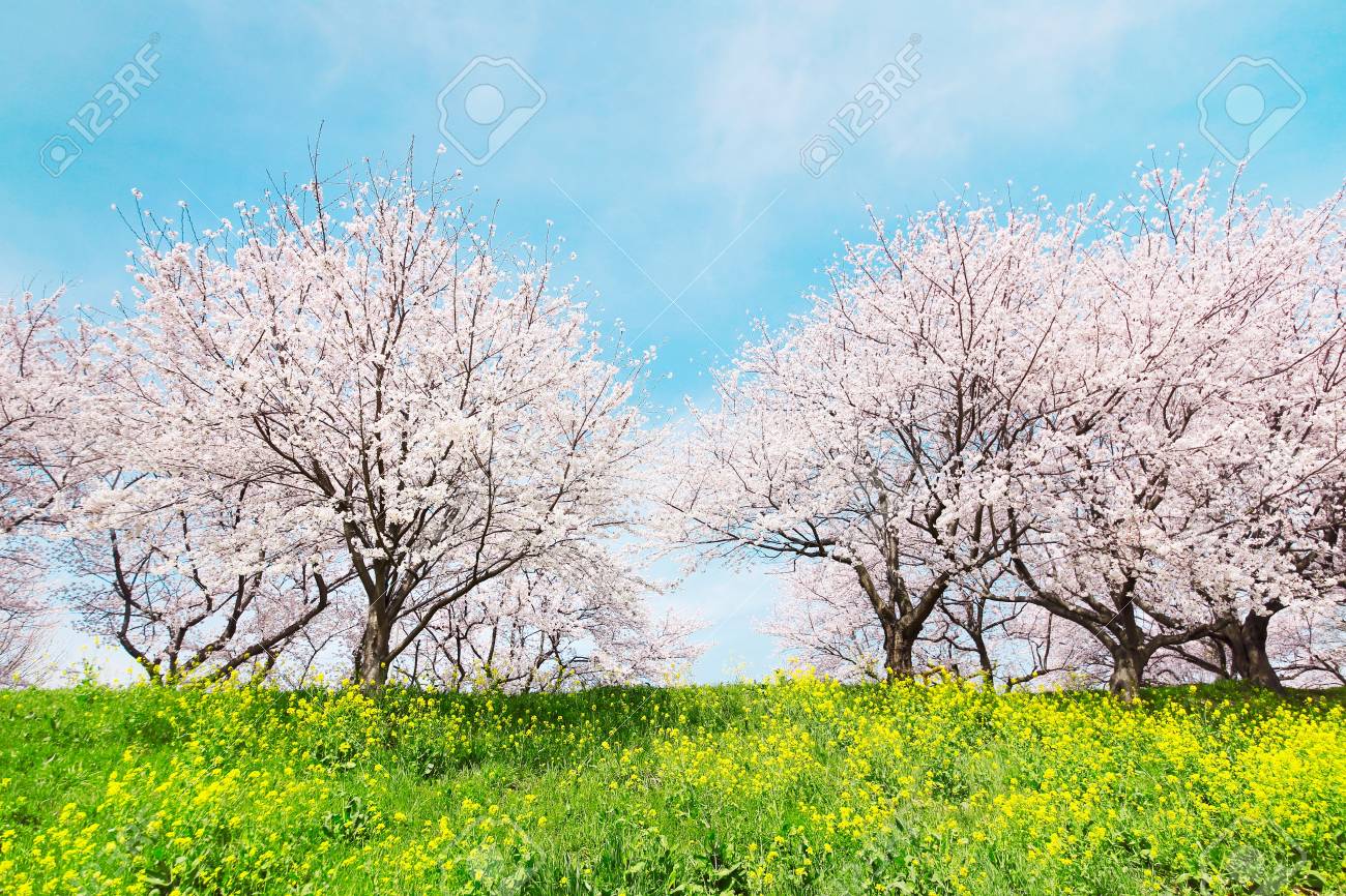 日本の春の風景 の写真素材 画像素材 Image
