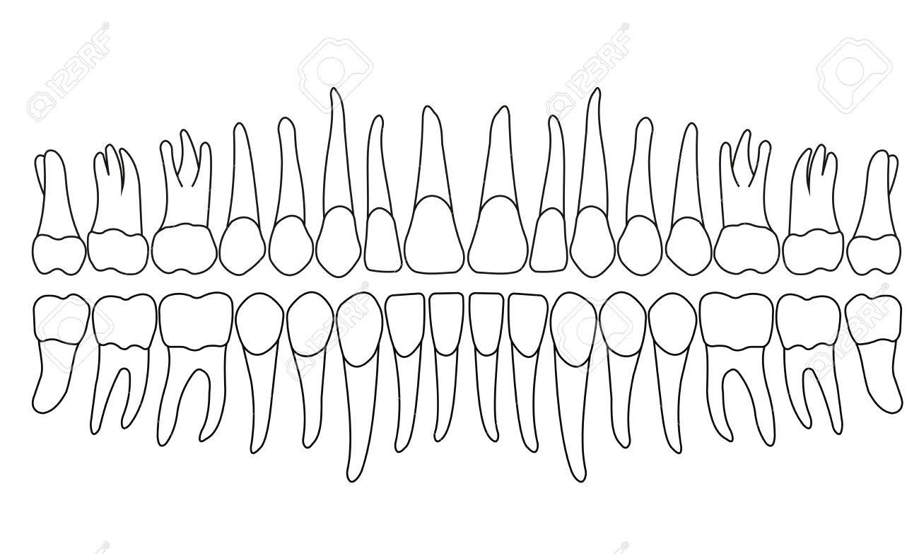 dentition