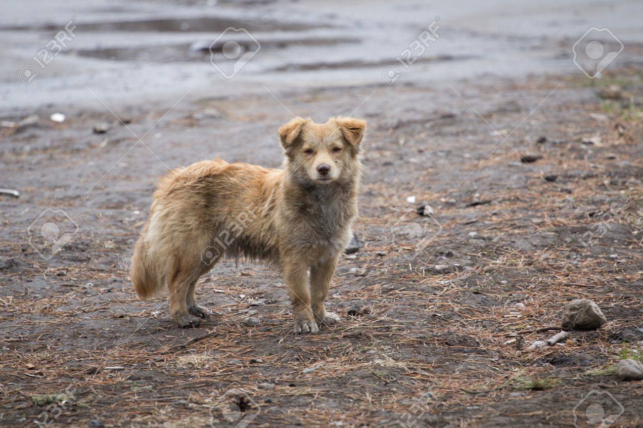 野良犬 野良犬@10/19 東4チ02a on X: 