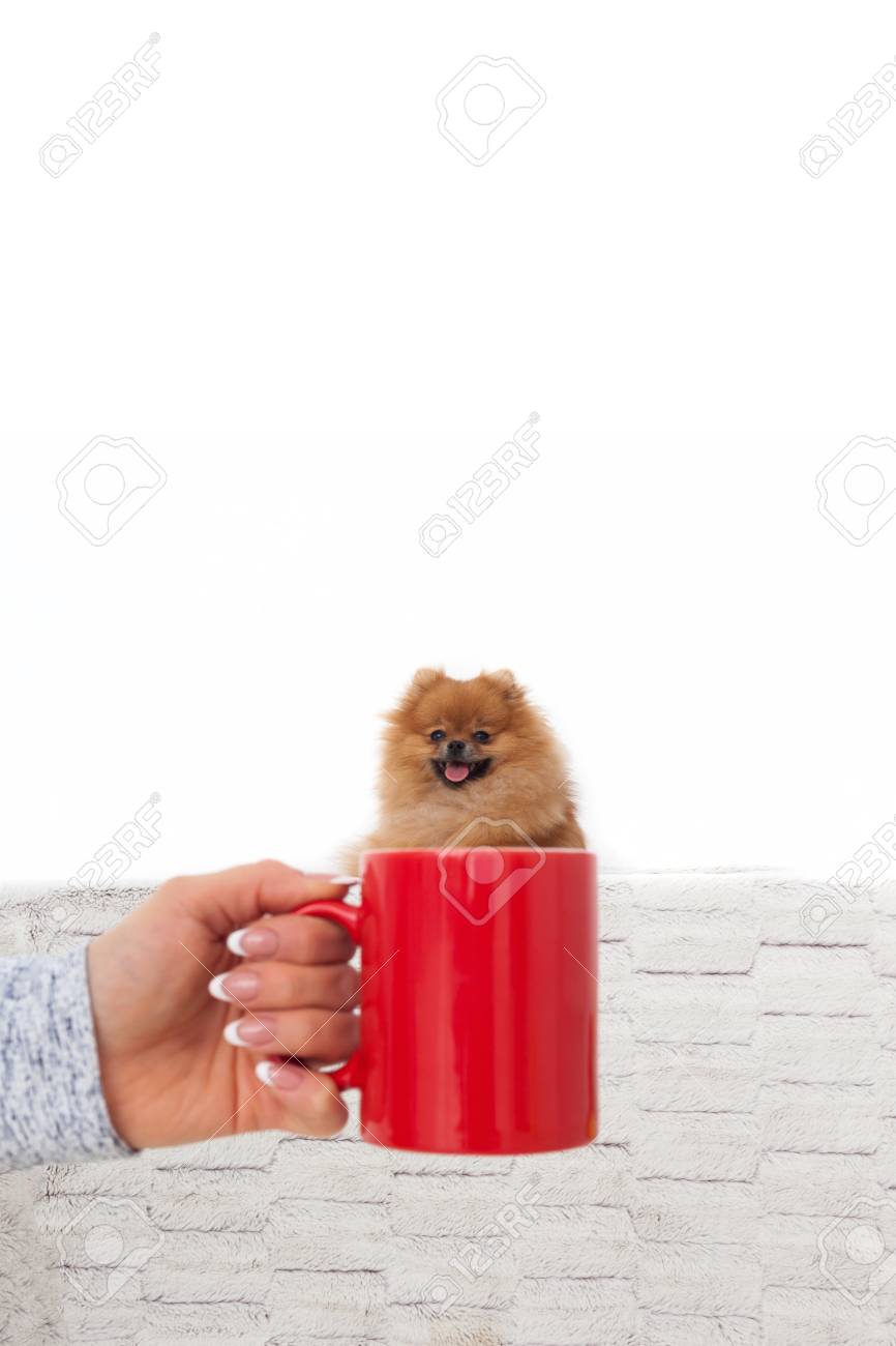 2022年】ポメラニアンの人気カット10選！テディベアカット、くまカットも | ココグルメ テディベア、ポメラニアン、コーギー 、小型犬から中型犬まで、オールシーズンお使いいただける無垢材製のペット用猫・犬用ケージです。別荘や, image size:866x1300