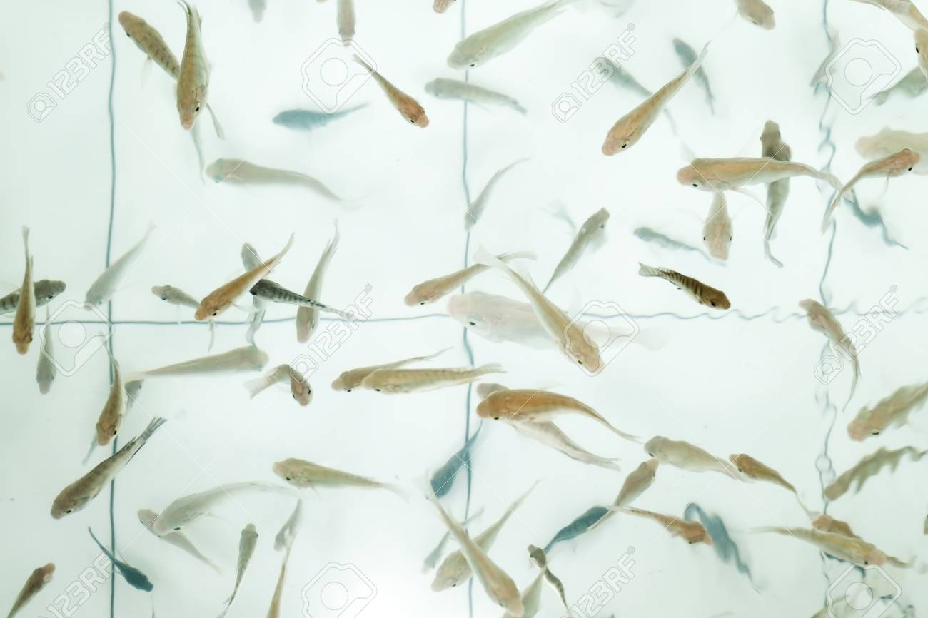 garra rufa fish care