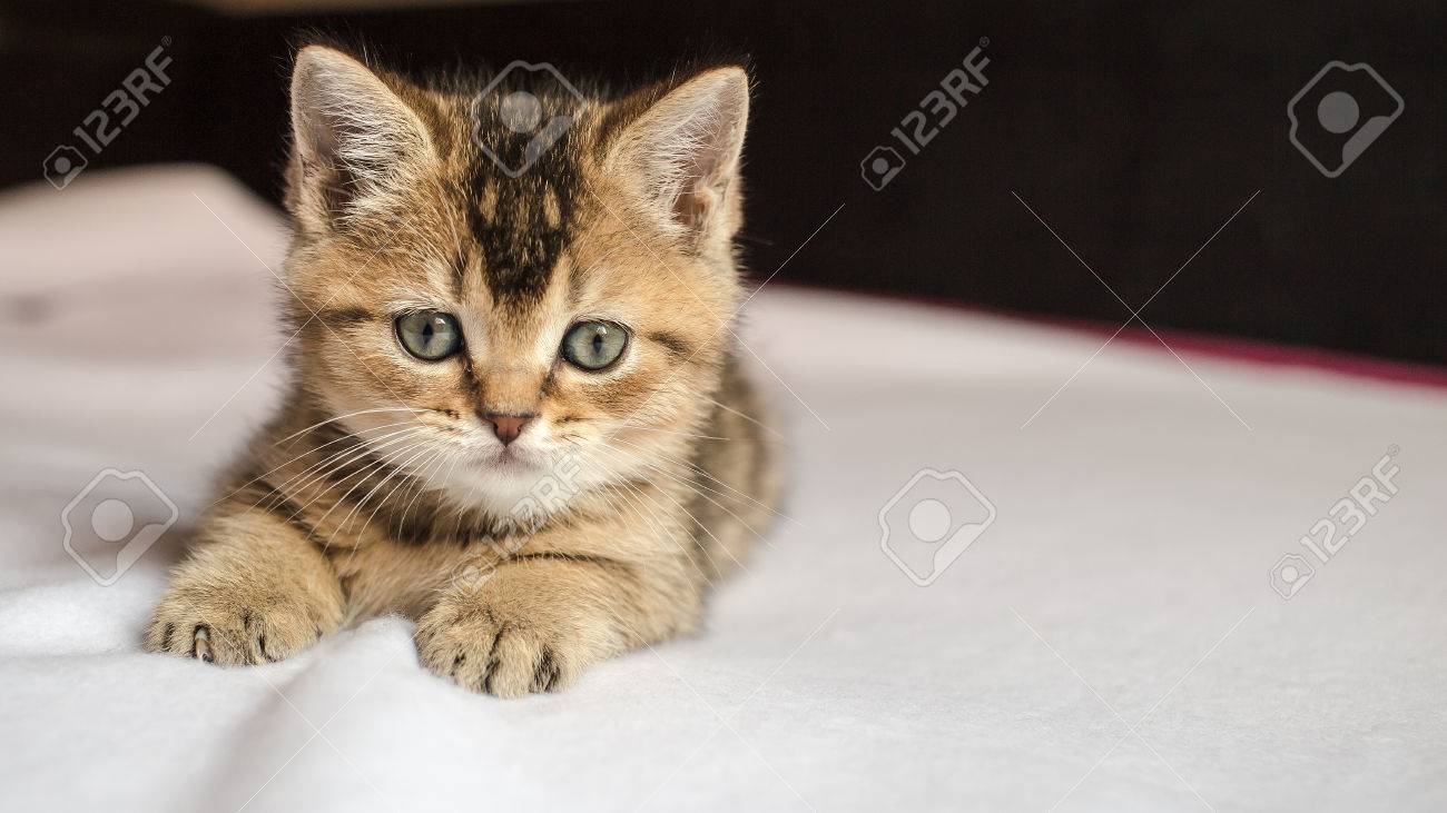 Pretty Little Fluffy Kitten British Golden Chinchilla Ticked