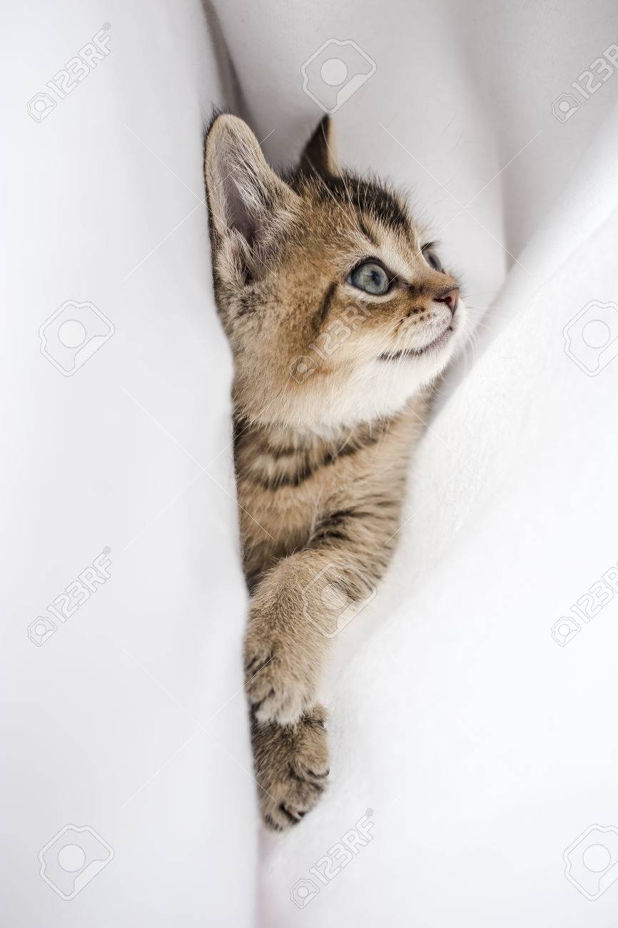 Pretty Little Fluffy Kitten British Golden Chinchilla Ticked