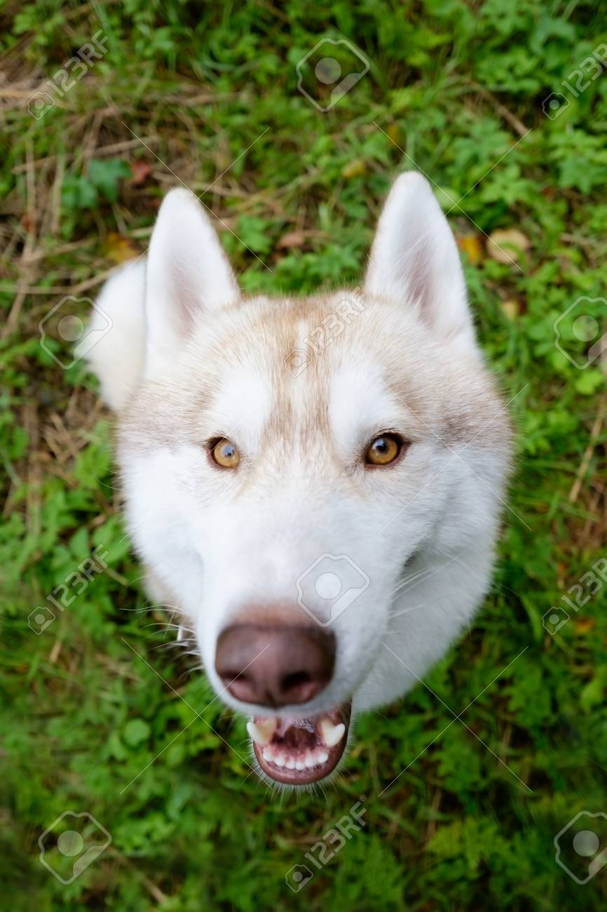 珍しい赤い色のシベリアン ハスキーは散歩中にコマンドまたはおいしい御馳走を待っています の写真素材 画像素材 Image 珍しい赤い色のシベリアン ハスキーは散歩中にコマンドまたはおいしい御馳走を待っています の写真素材 画像素材 Image