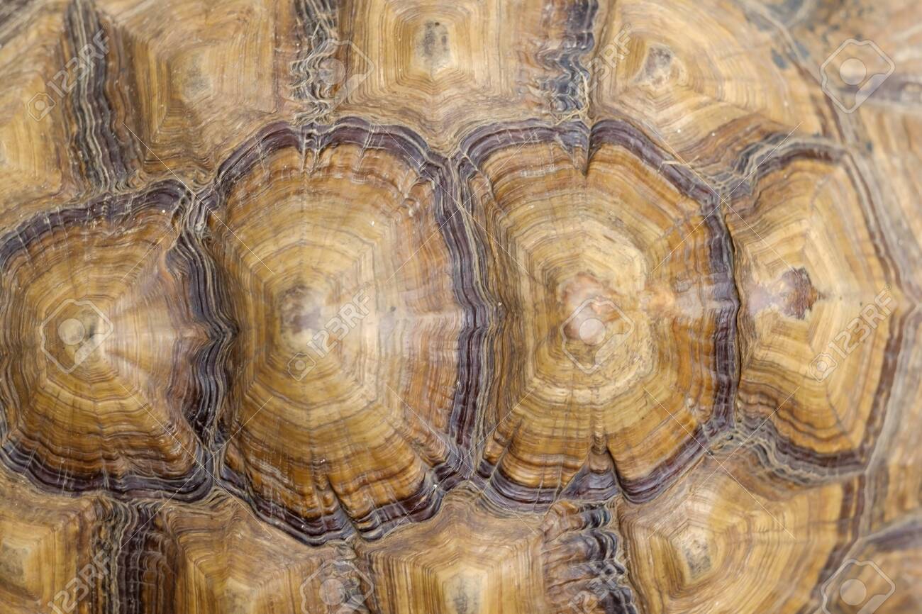 茶色の亀の甲羅模様。トップビュークローズアップの写真素材・画像素材