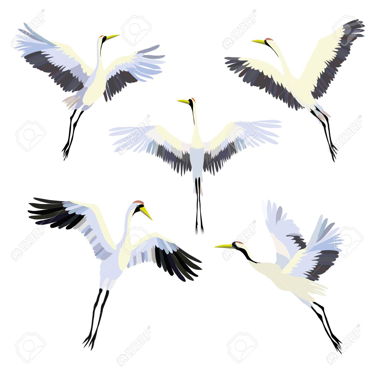 Ensemble De Vecteur Aquarelle De Grue Doiseaux Illustrations Cigogne Blanche Objet Isolé Grue Oiseau Cigogne Conception Graphique Dessin
