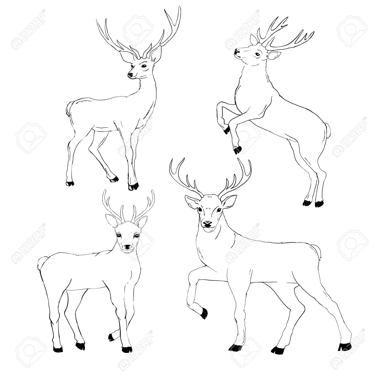 Deer Study By Bearlyfeline On Deviantart