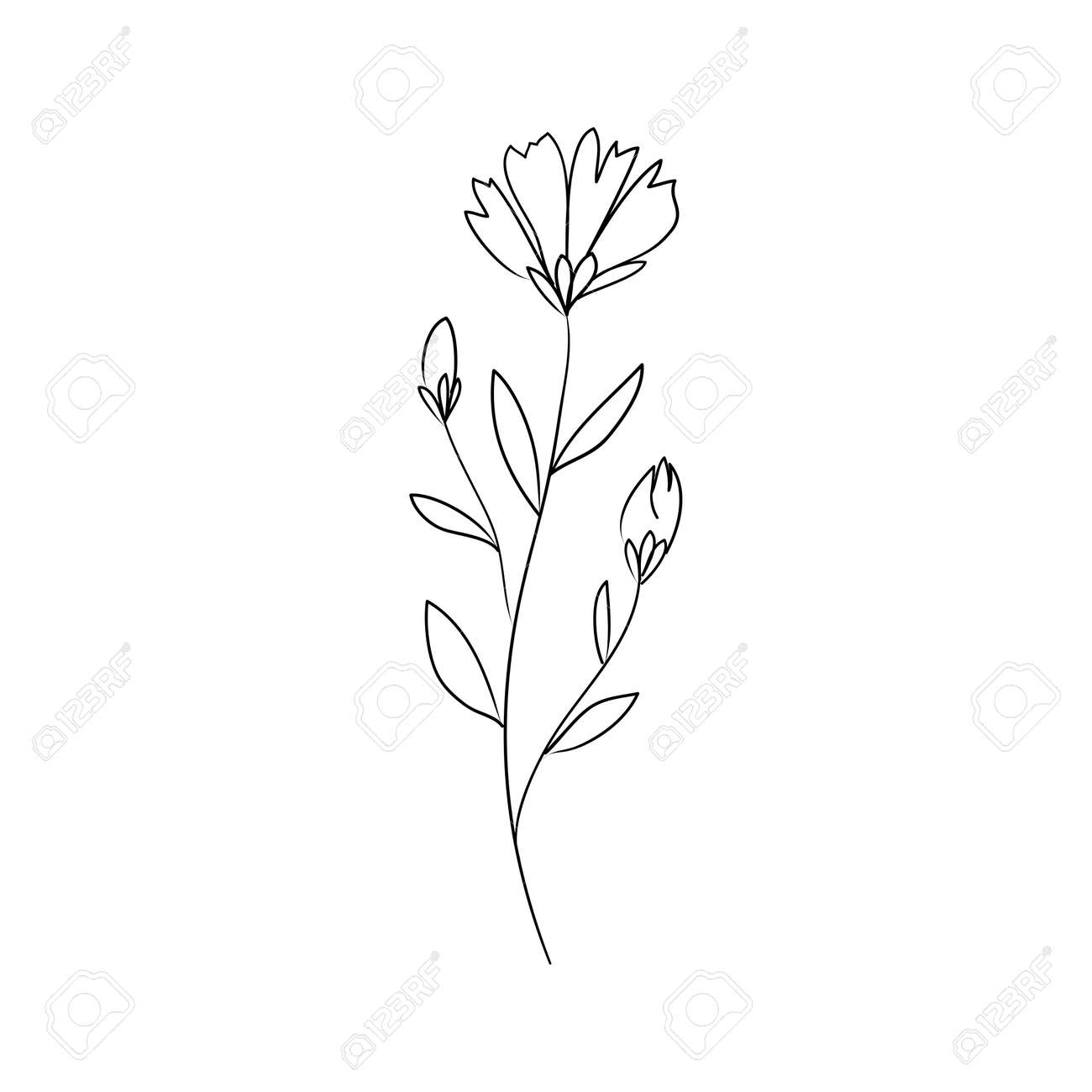 Sketch a leaf branch by hand on an isolated background. Vector, illustration - 168291201 Sketch a leaf branch by hand on an isolated background. Vector, illustration - 168291201