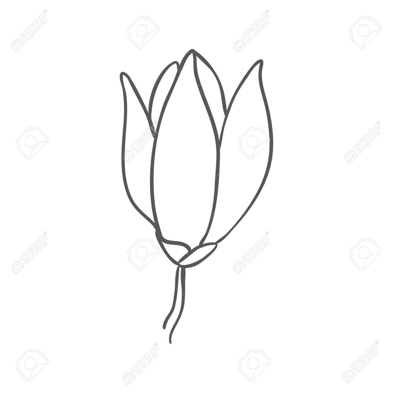 Sketch of graphic hand-drawn magnolia flower on a white background. Vector illustration. - 168291235 Sketch of graphic hand-drawn magnolia flower on a white background. Vector illustration. - 168291235