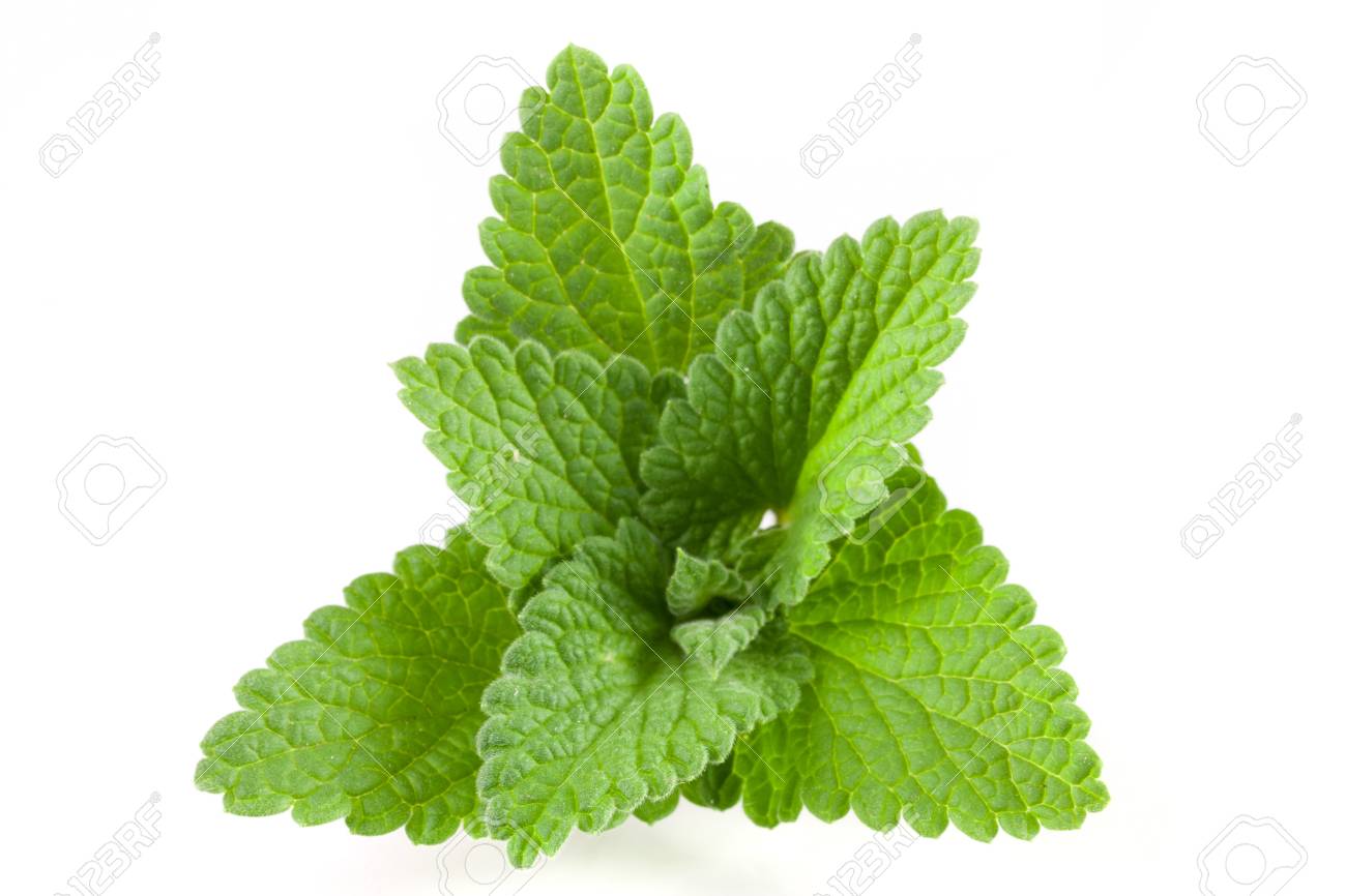 Melissa leaf or lemon balm isolated on white background - 78631508 Melissa leaf or lemon balm isolated on white background - 78631508