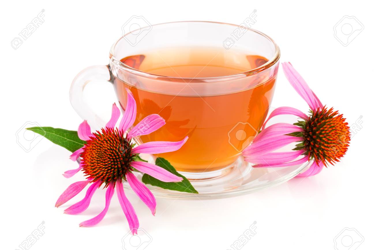 エキナセア茶は 白い背景で隔離 薬用茶 の写真素材 画像素材 Image