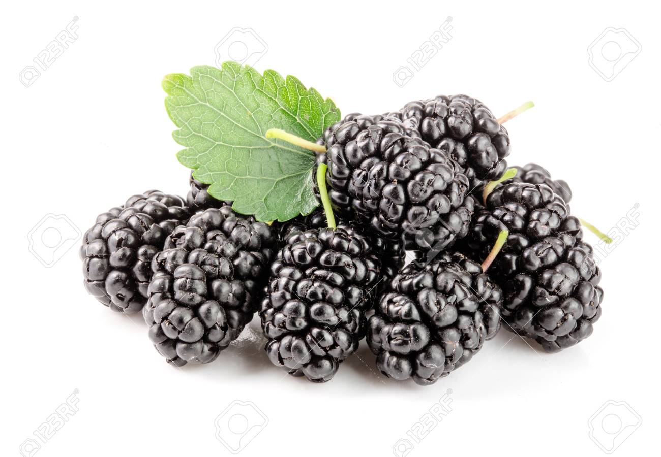 Mulberry berry with leaf isolated on white background - 88001020 Mulberry berry with leaf isolated on white background - 88001020