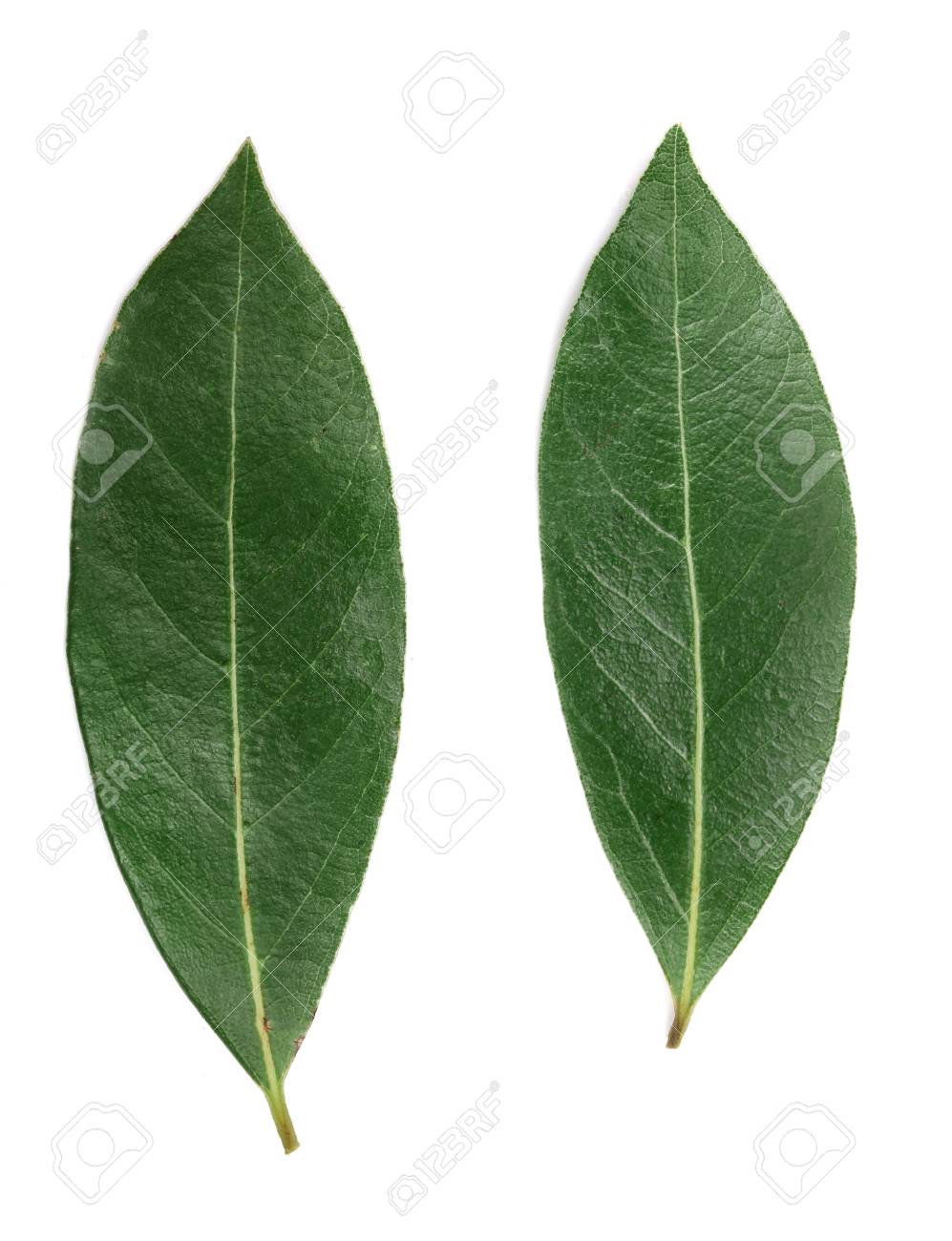 Lorbeerblatt Isoliert Auf Weissem Hintergrund Frische Lorbeerblatter Draufsicht Lizenzfreie Fotos Bilder Und Stock Fotografie Image