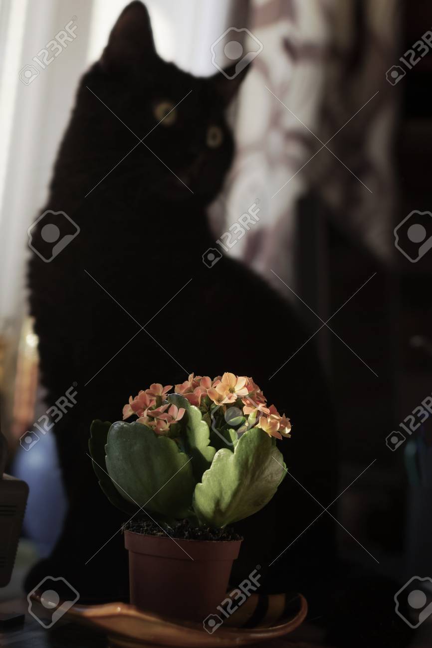 黒猫のシルエットと花の鉢カランチョー の写真素材 画像素材 Image