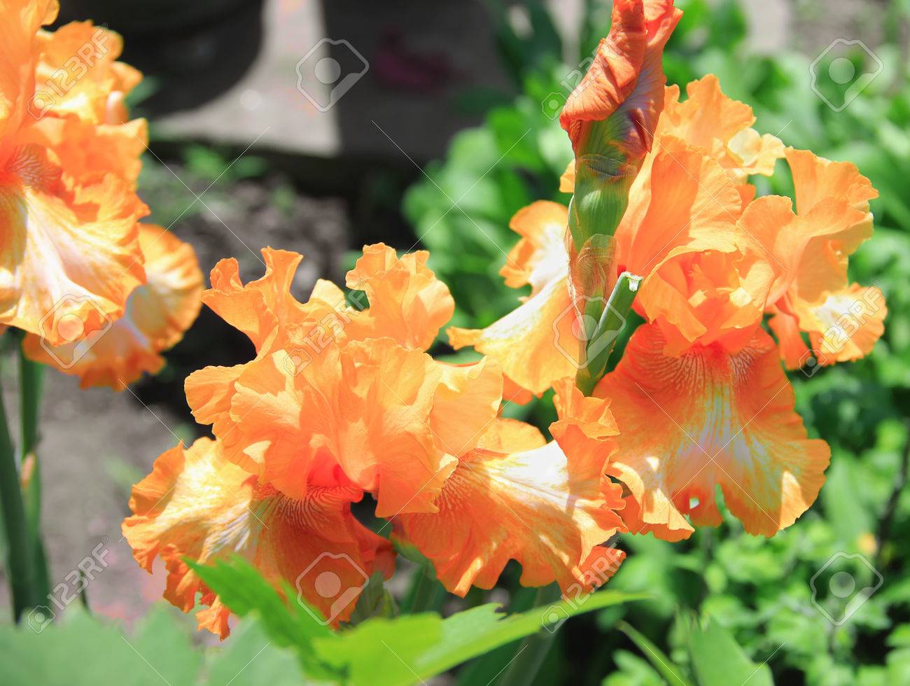 アイリスの黄色オレンジ色の花 植物 ラテン名アイリス アウトドア 芽のクローズ アップ の写真素材 画像素材 Image