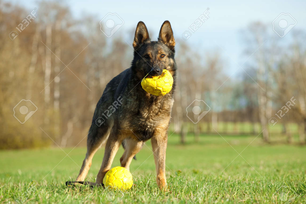 german shepherd balls