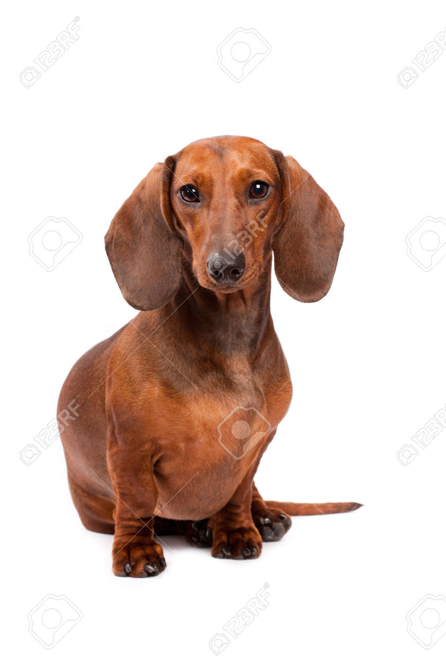 Short Haired Dachshund Dog Isolated Over White Background Stock