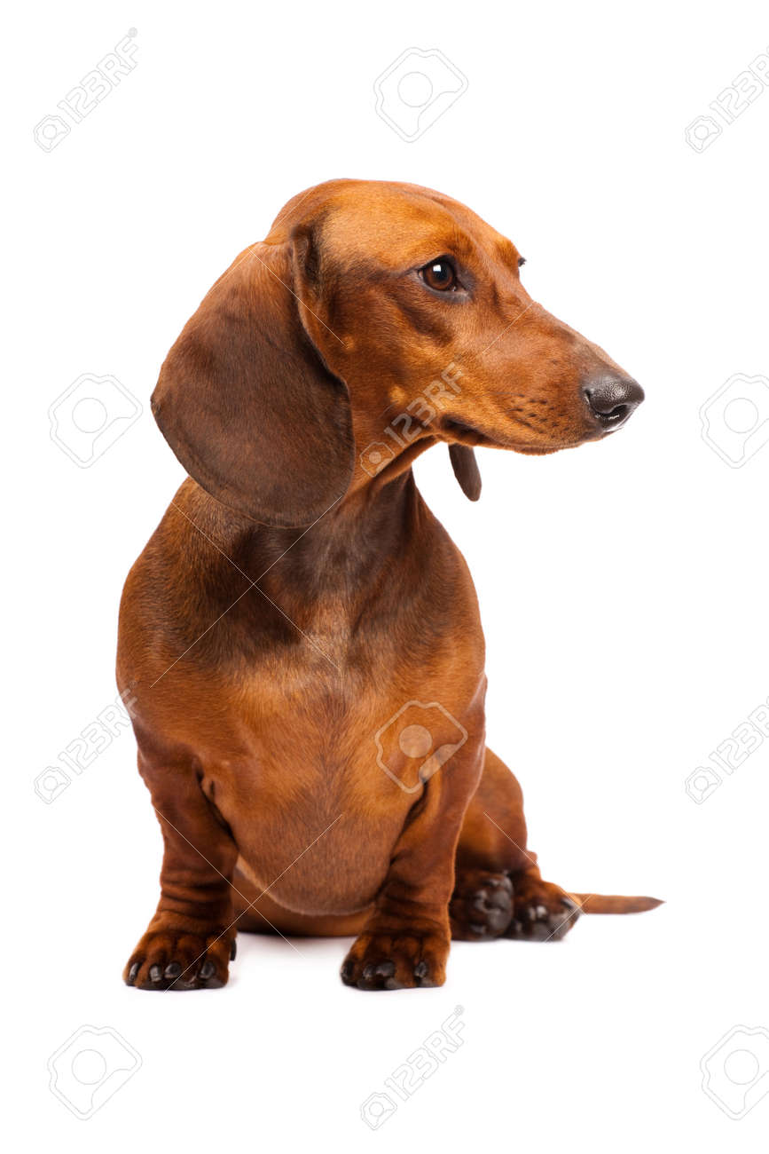 Short Haired Dachshund Dog Isolated Over White Background Stock