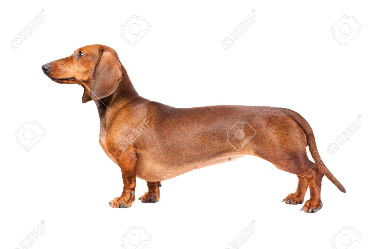 Short Haired Dachshund Dog Isolated Over White Background Stock