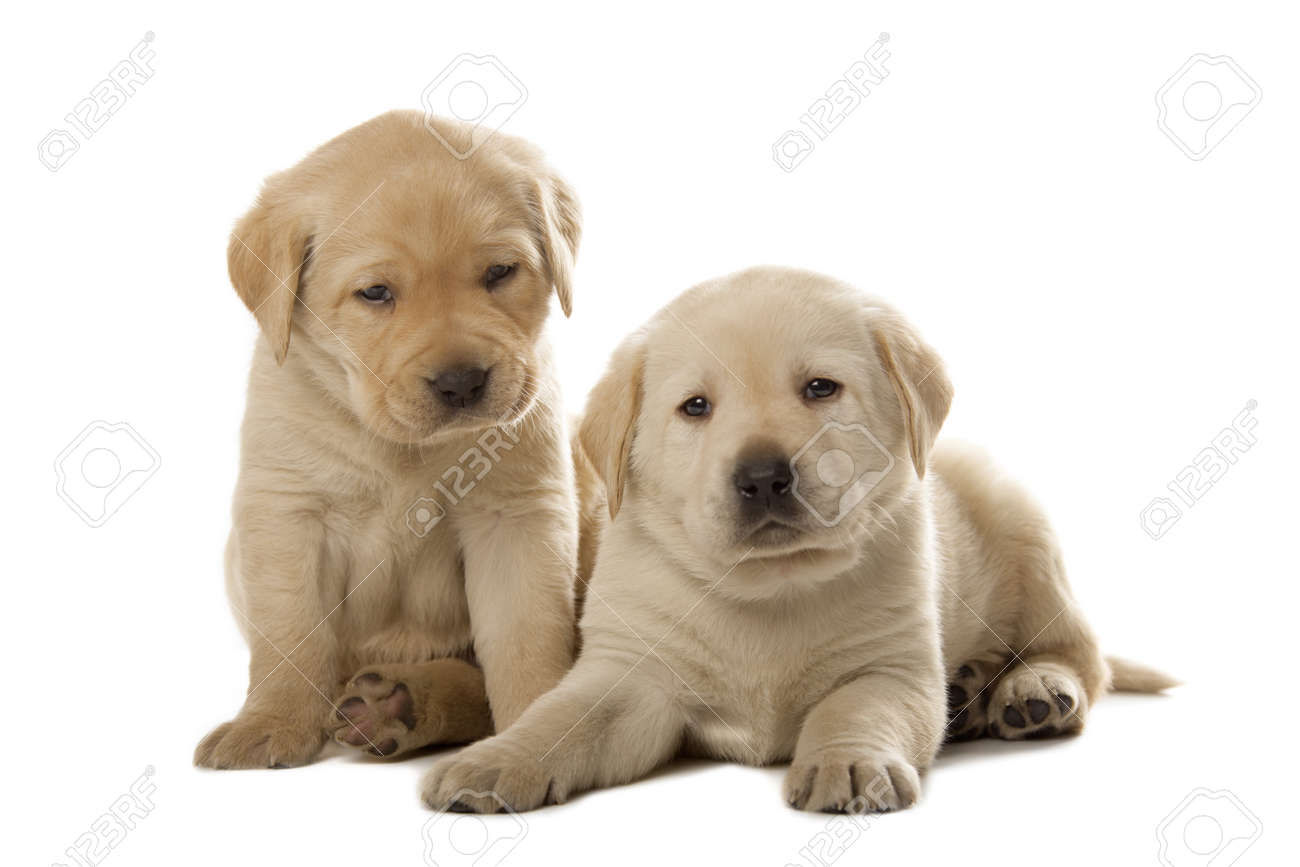 cute little labrador puppies