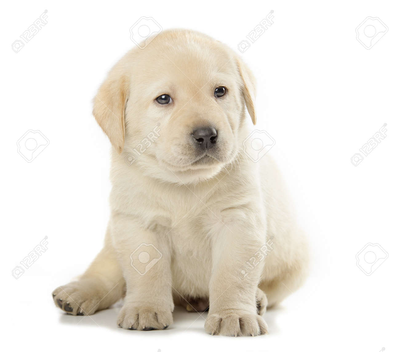 cute little labrador puppies