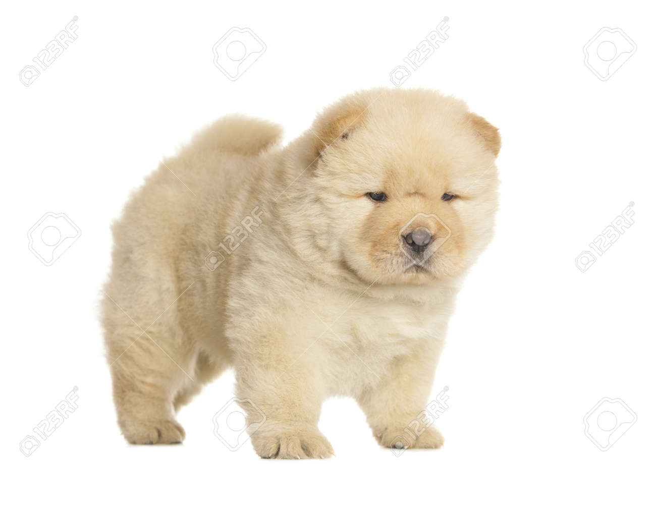 fluffy chow chow