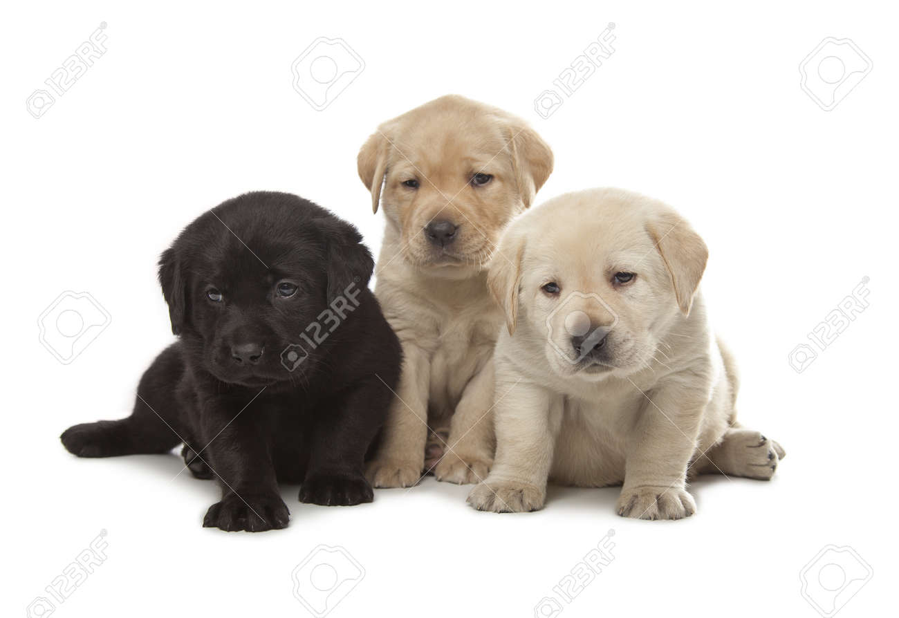 cute little labrador puppies